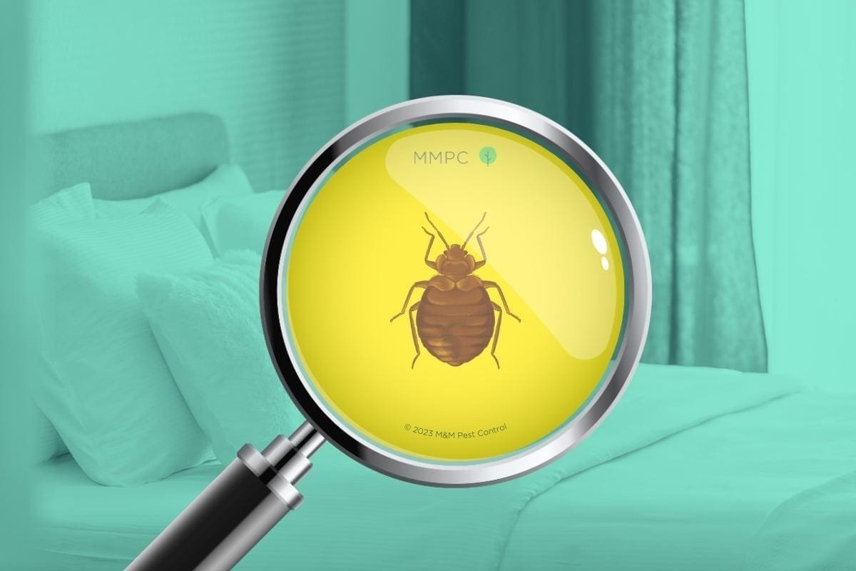 identify small bugs in bed