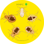 Bed bug nymphs instar stages