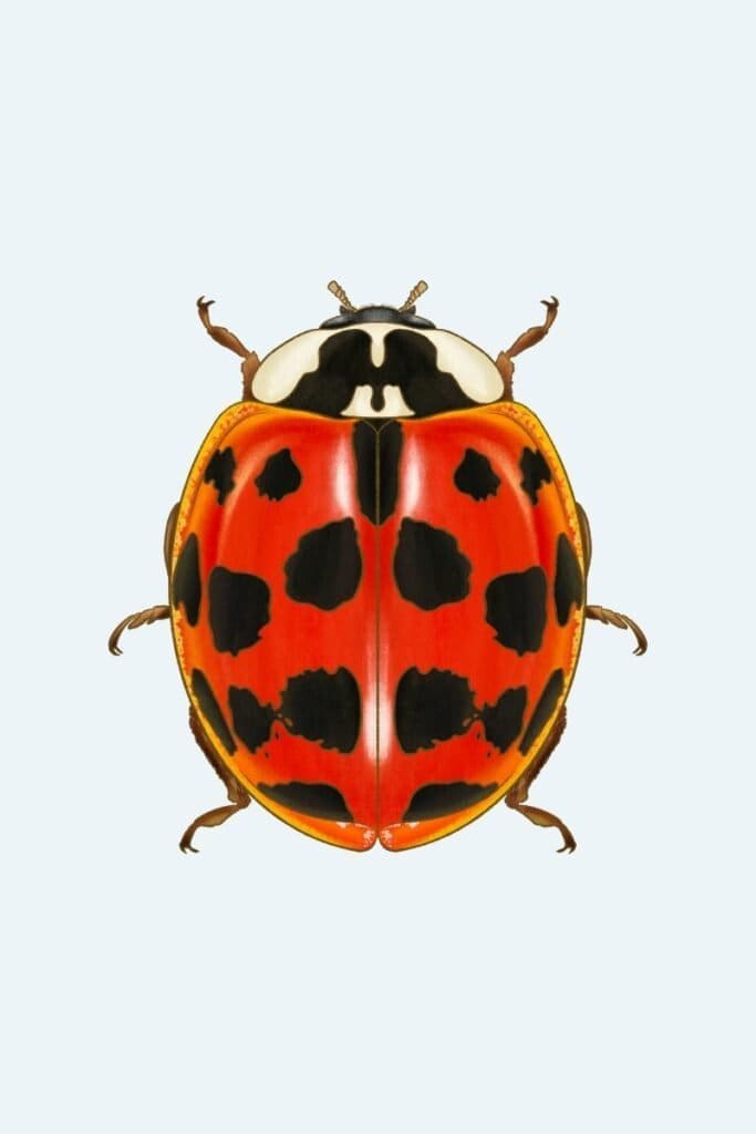 Asian lady beetle