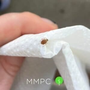 Brown aphid