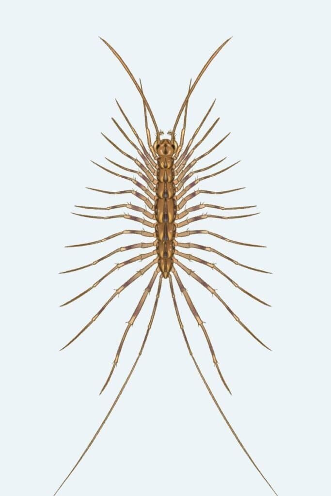Centipedes