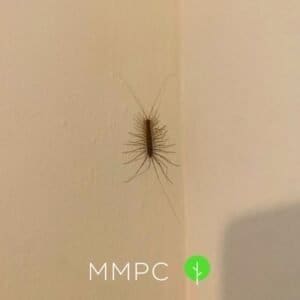 House centipede