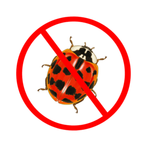 lady beetle control