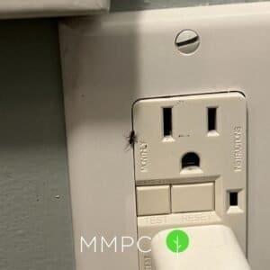small parasitoid wasp on electrical outlet