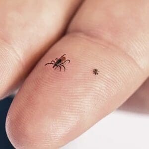 adult and nymph deer tick