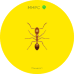 Pharoah Ant