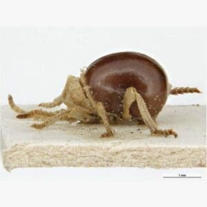 American Spider Beetle 1