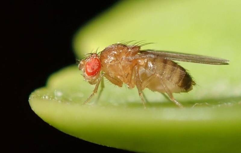 A fruit fly