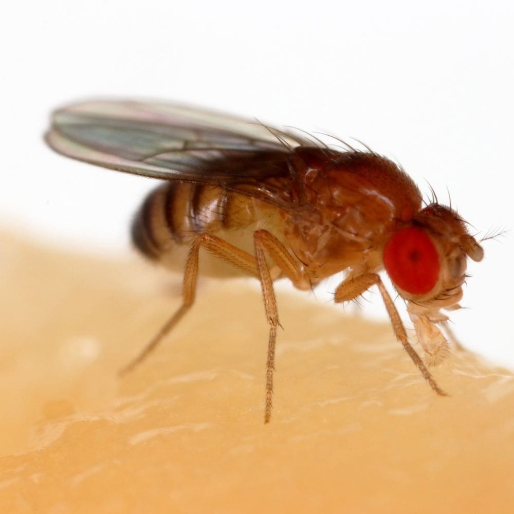 Close up of a fruit fly
